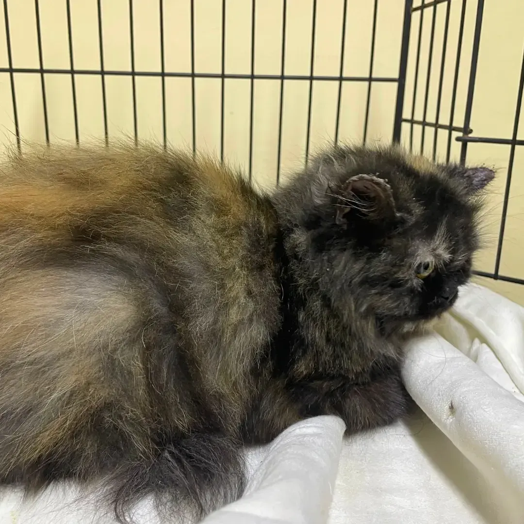 Isha, gata persa tratada de ácaro del oído en La Paloma, Bonao