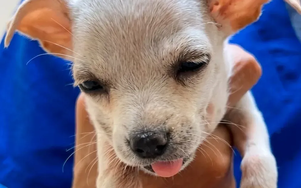 Luna, cachorrita atendida de urgencia por cuerpo extraño en La Paloma, Bonao