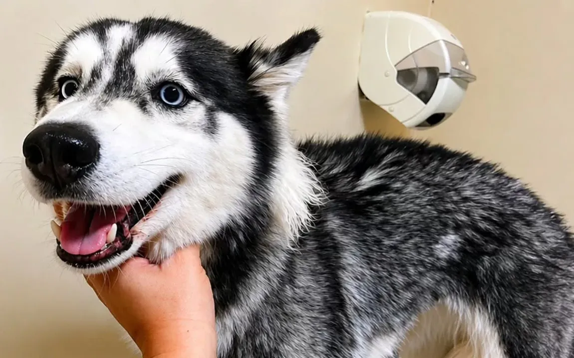 Sky, husky siberiana operada de hernia diafragmática en La Paloma, Bonao
